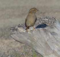 House Sparrow, female